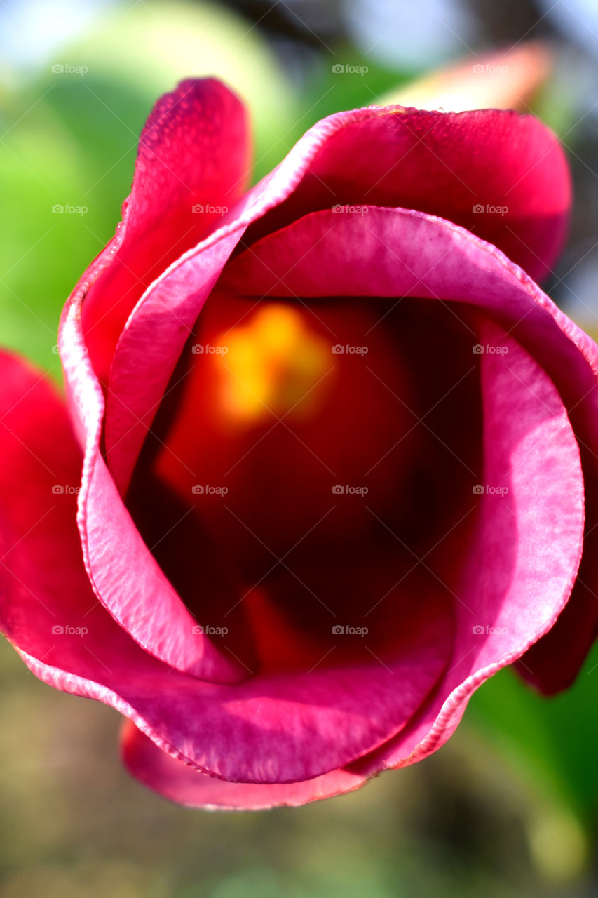 Awesome appearance of Golden trumpet.