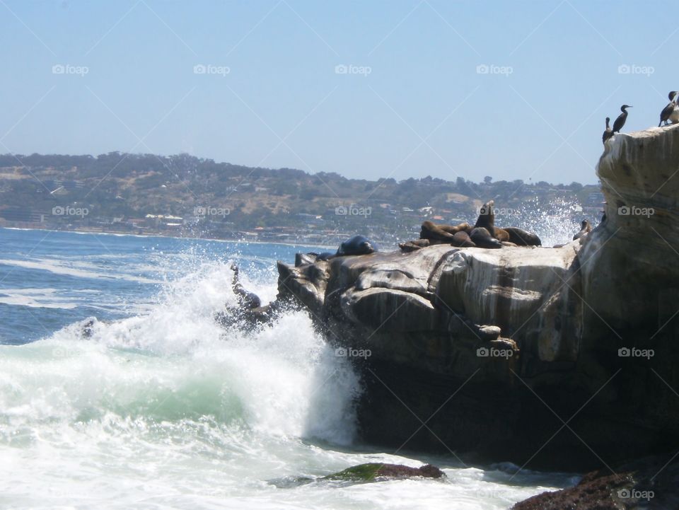 Sea lions in Monterey 