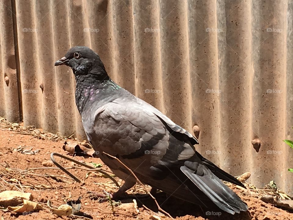 Grey pigeon on ground closeup side voee