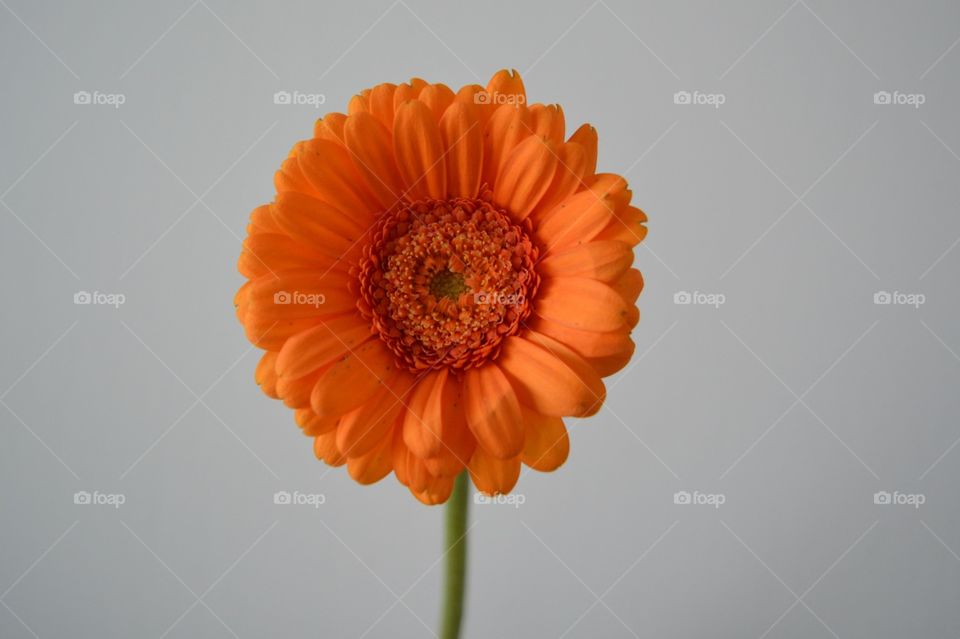 Gerbera