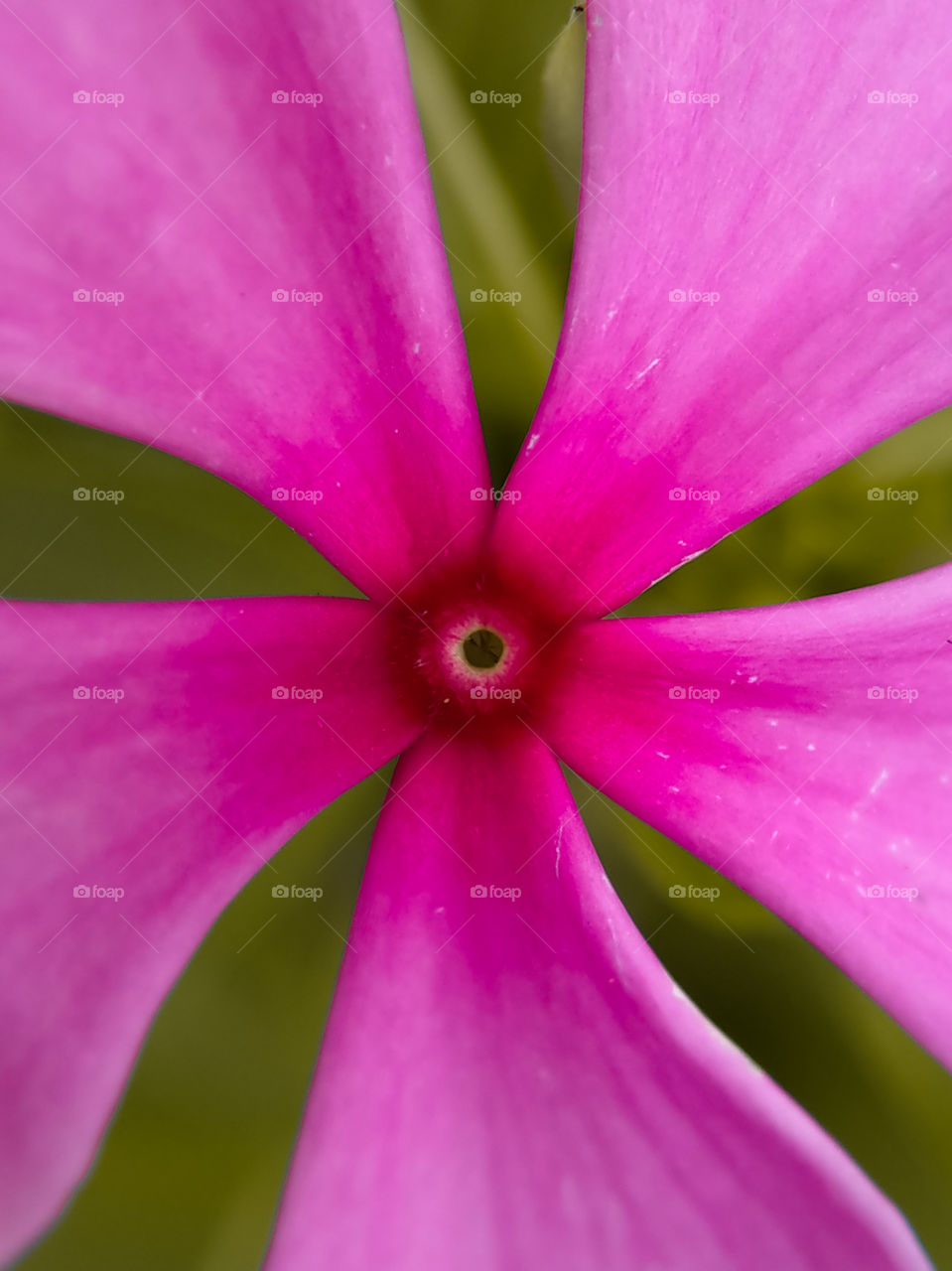 A pink pentagonal flower.  Flowers that thrive in the tropics.  Believe me, this flower does not have a distinctive odor.