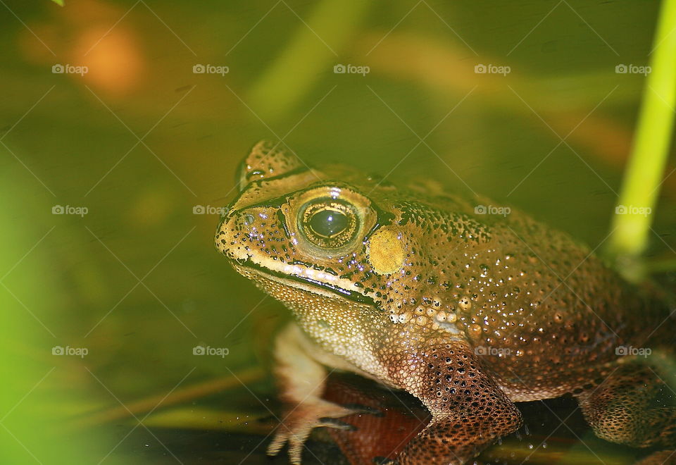 Asian common toad. Lined mask to the eyes with large tympanium for looking pale. Amphibian's rough skin for its dorsal, looks short and fat. Habitat of this captured at the fishpound with its base of mud.