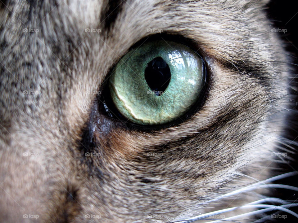 green cat animal eye by mirre