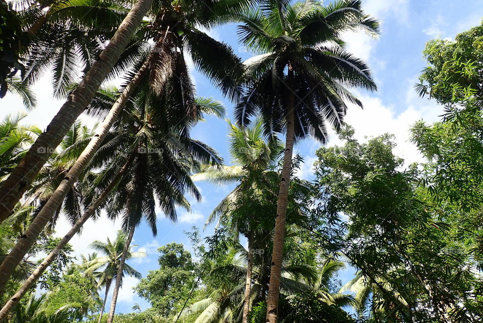 Unique palmtrees full of light