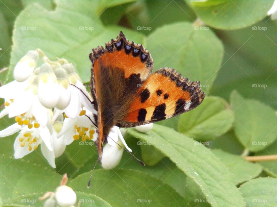 Schmetterling auf Sommerjasmin