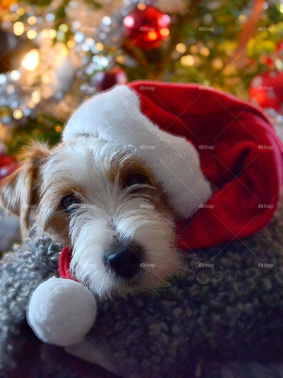 Dog in a santa hat in front of the christmas tree