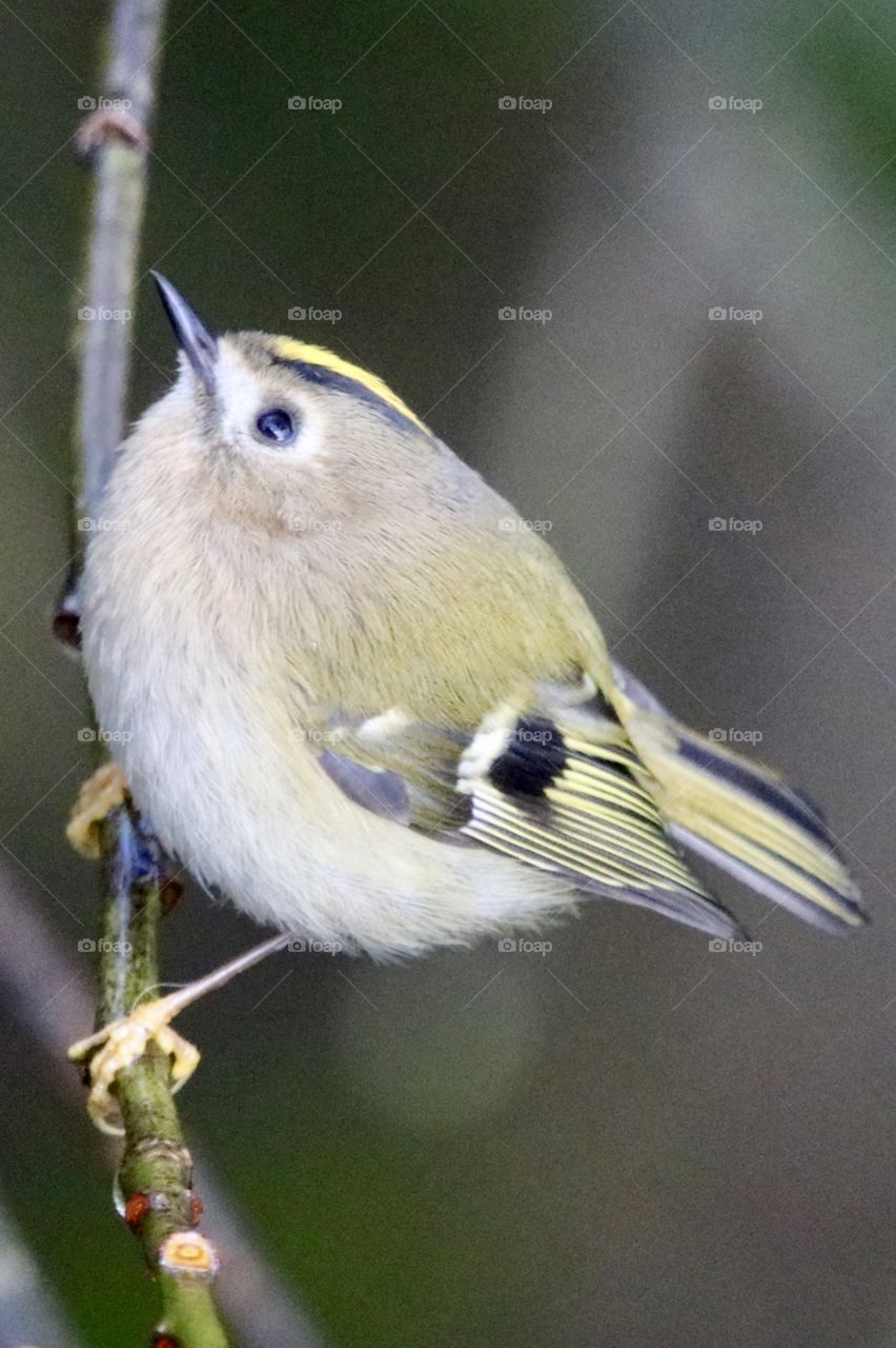Goldcrest 