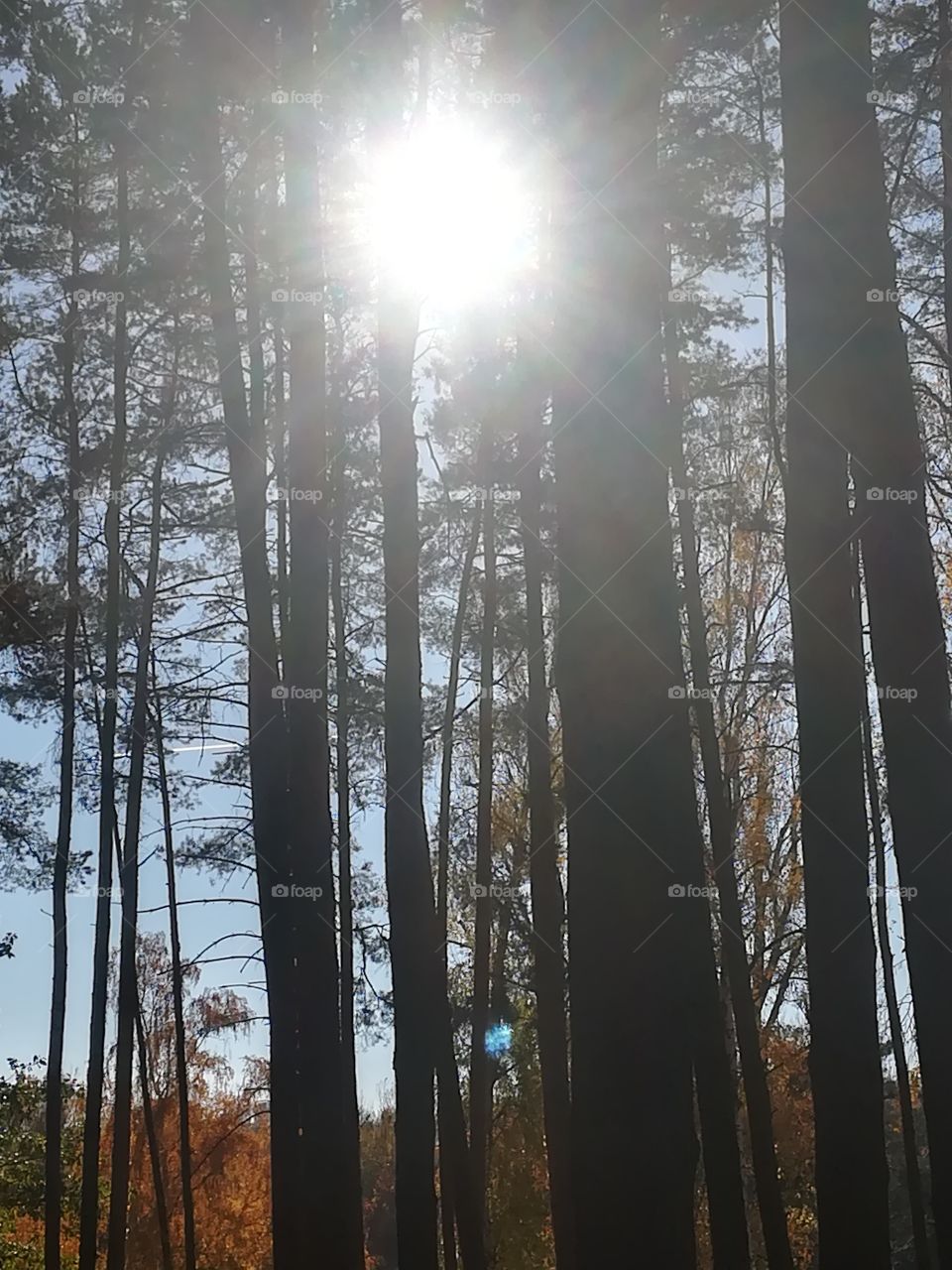 Wald Baum Sonne Himmel Natur Herbst