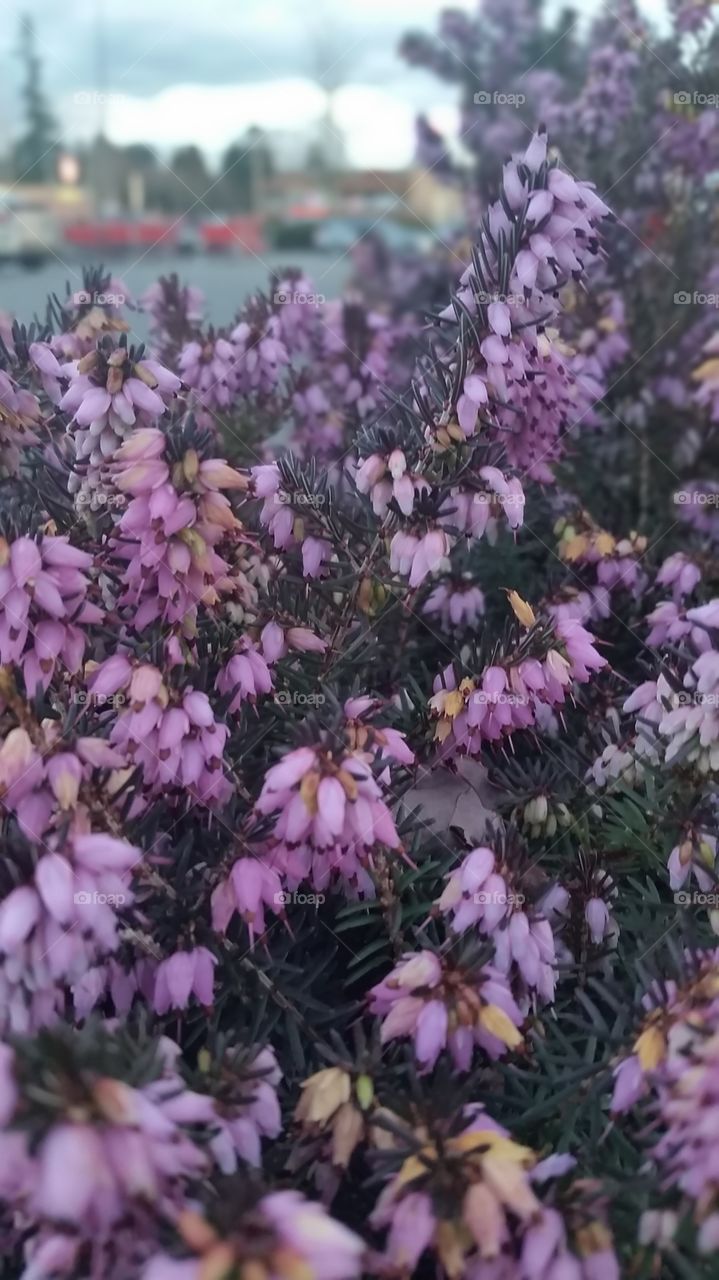 purple heather
