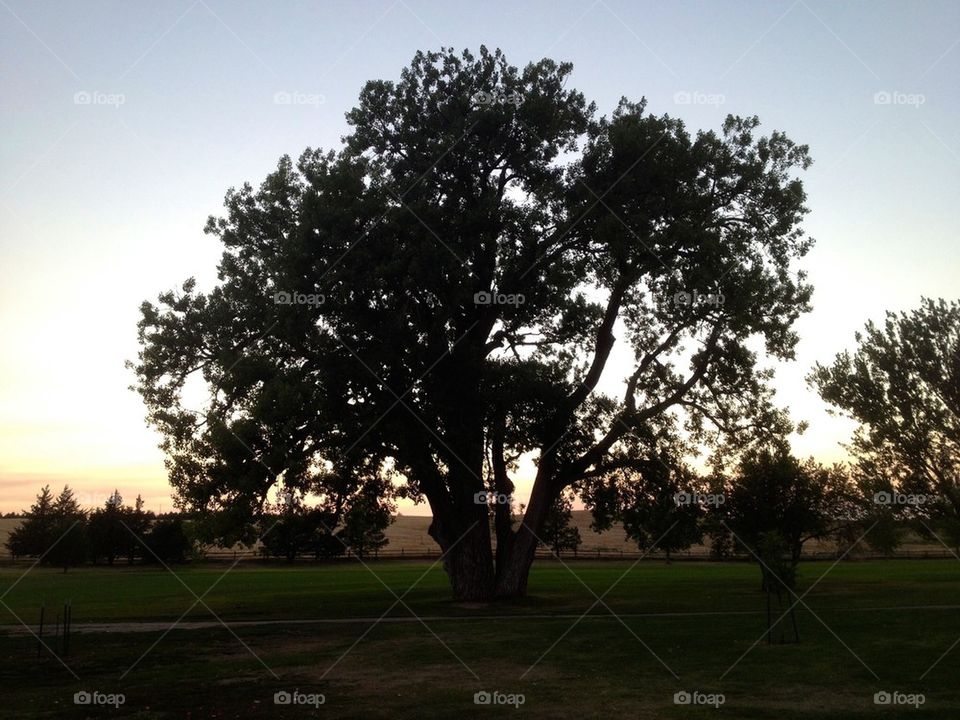 Sunset Tree