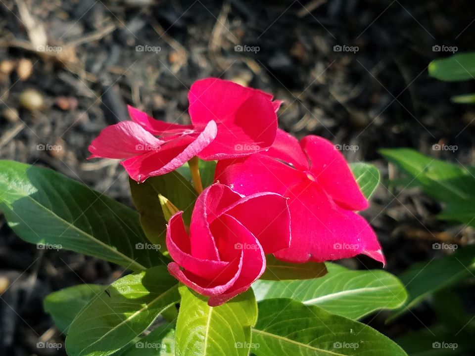 A portrait of a vibrant red begonia.