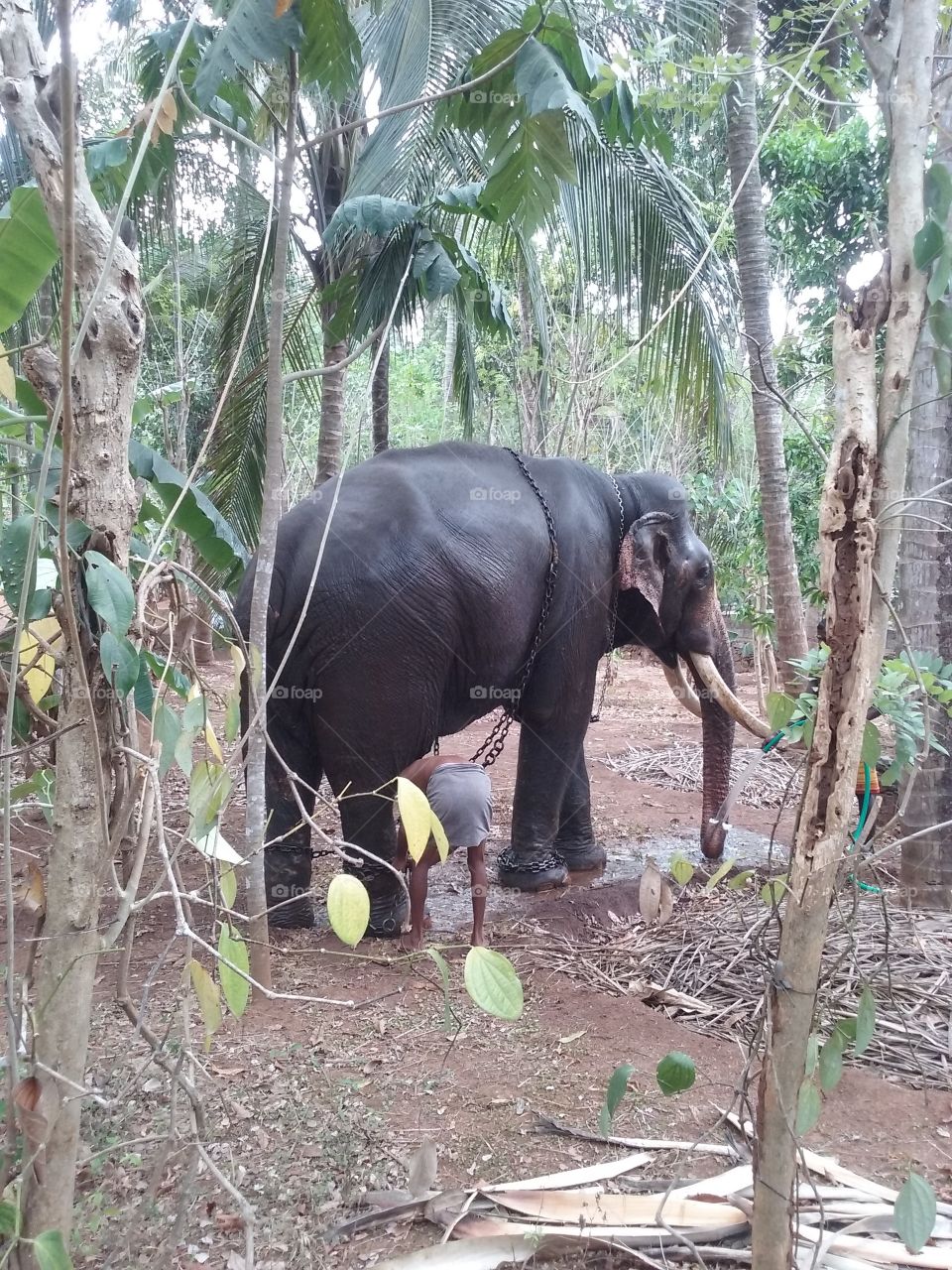 Pet elephant