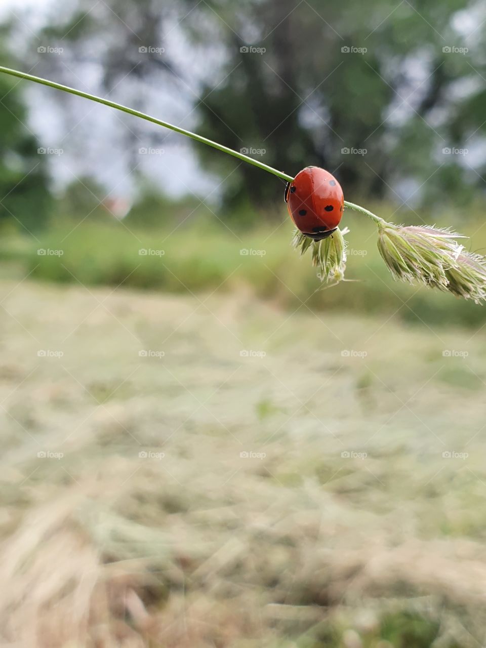 ladybug sitting on a grass