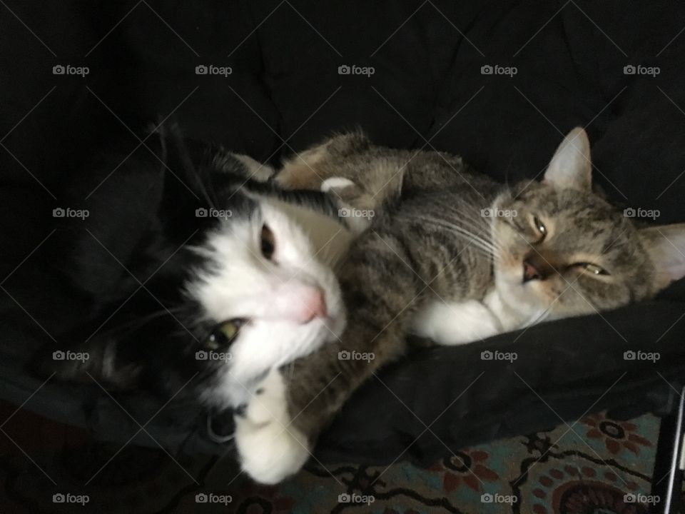 Sibling kitties in love