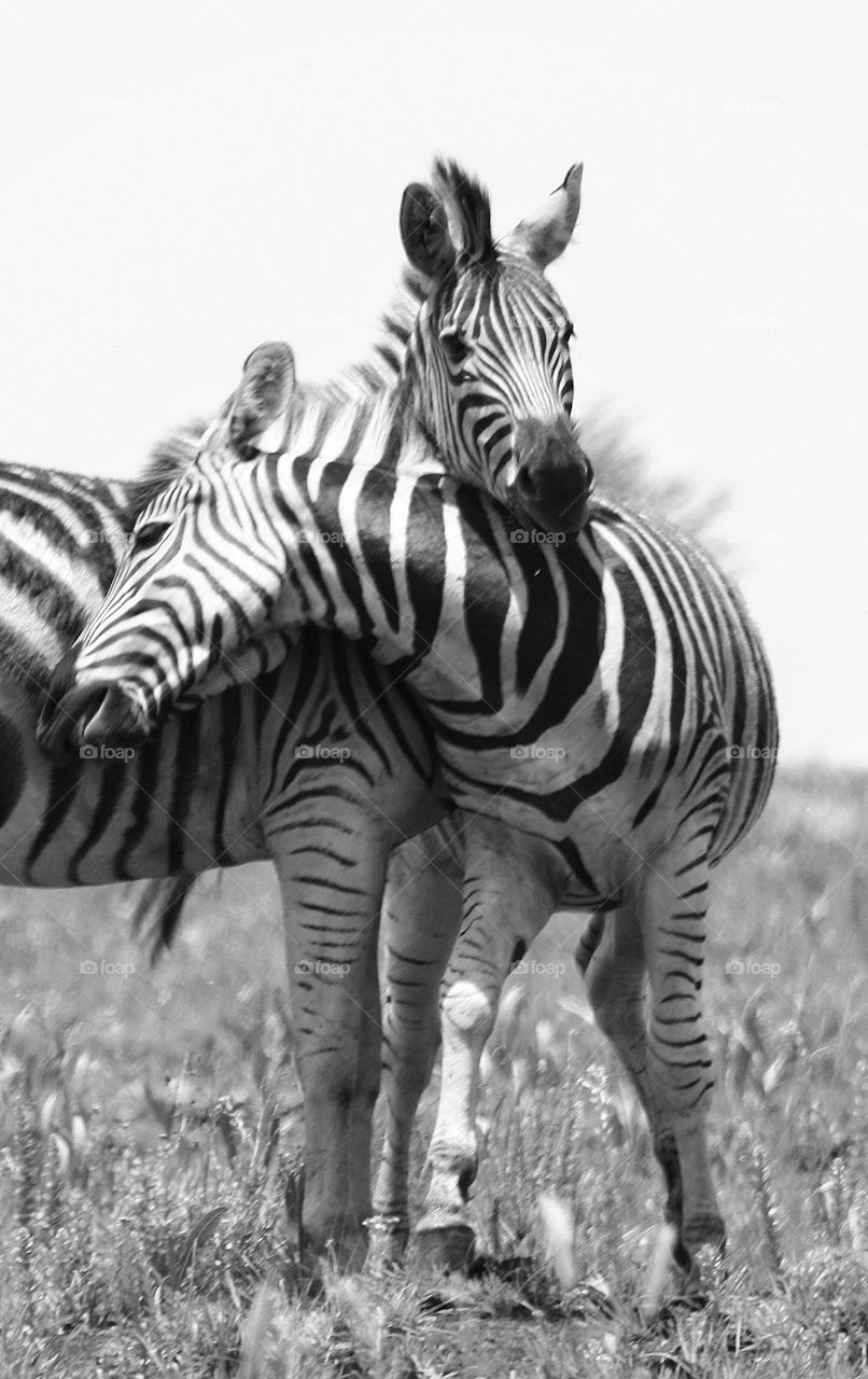 moments like this. Zebras