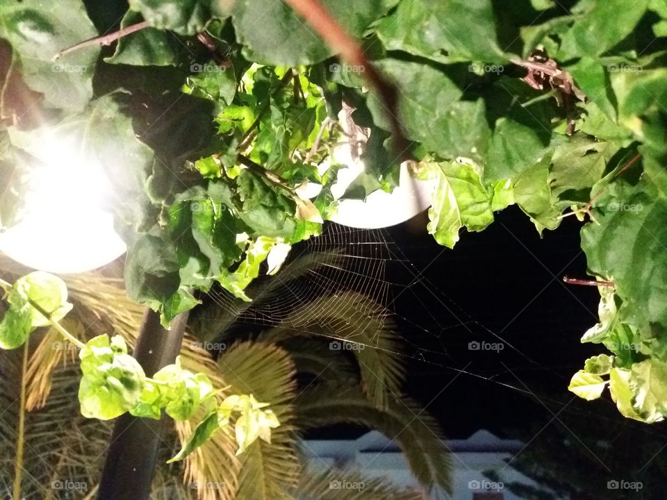 The spiderweb