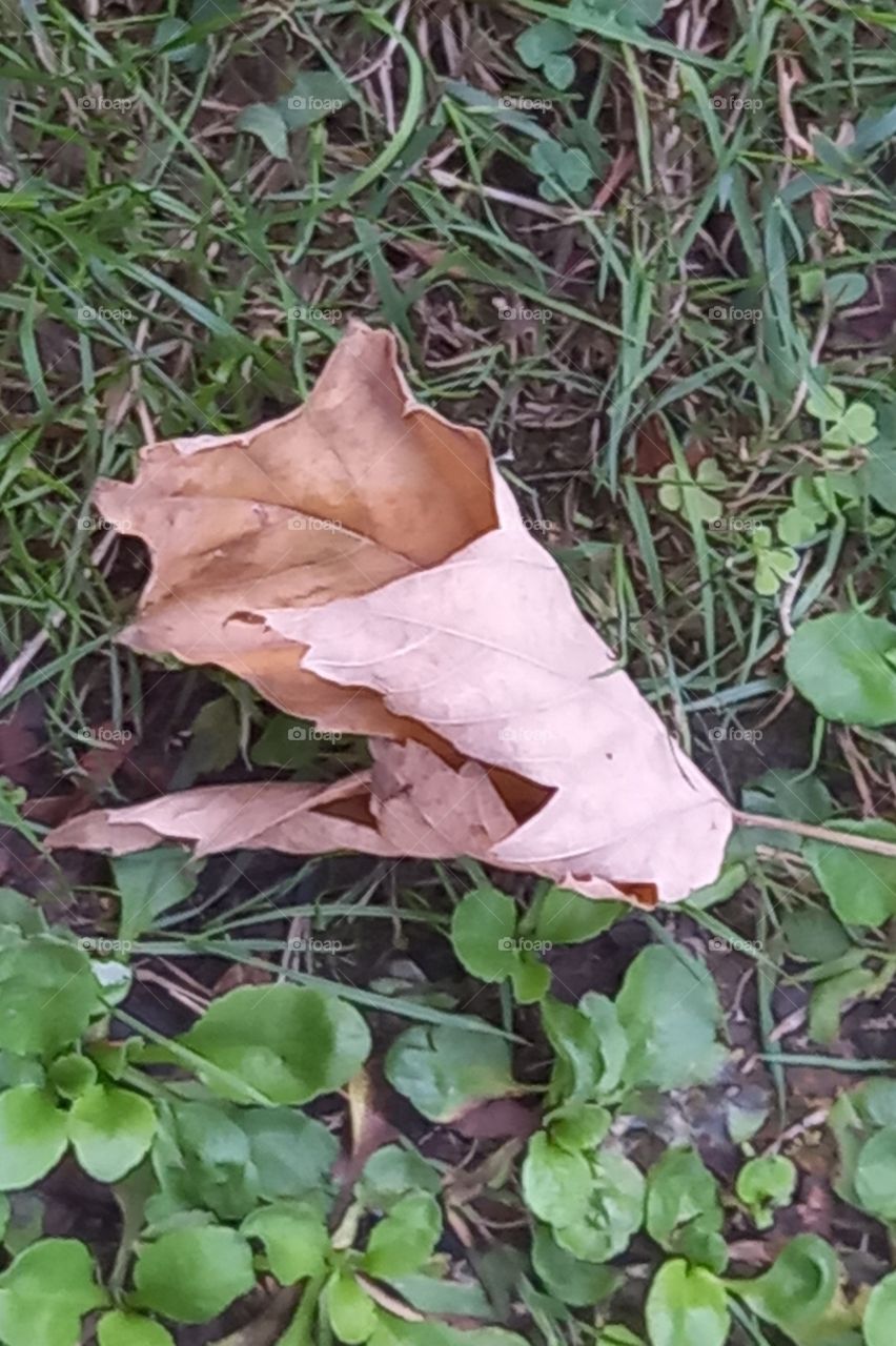 dried leaf