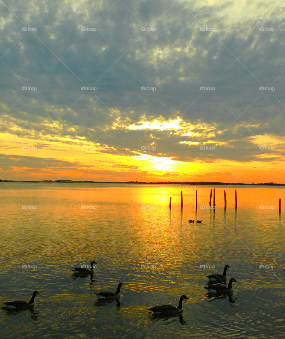 Silhouette of birds swimming in river