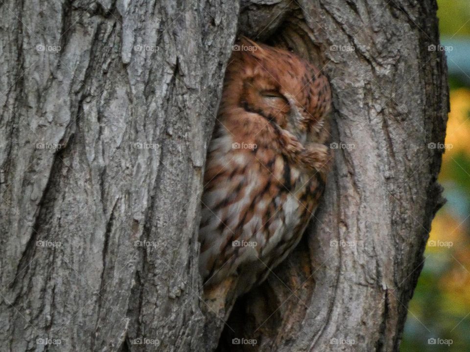 screech owl