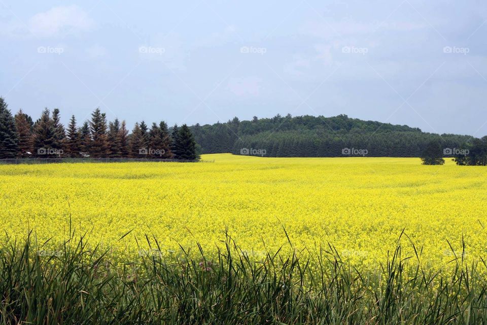 Rapeseed field in bloom