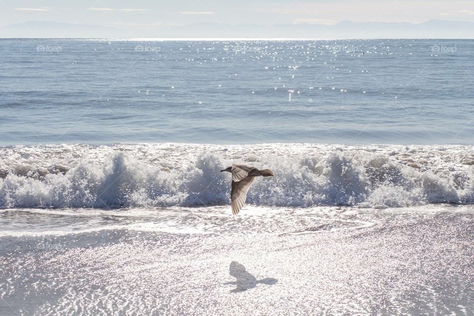 Gull in flight on Santa Cruz Beach