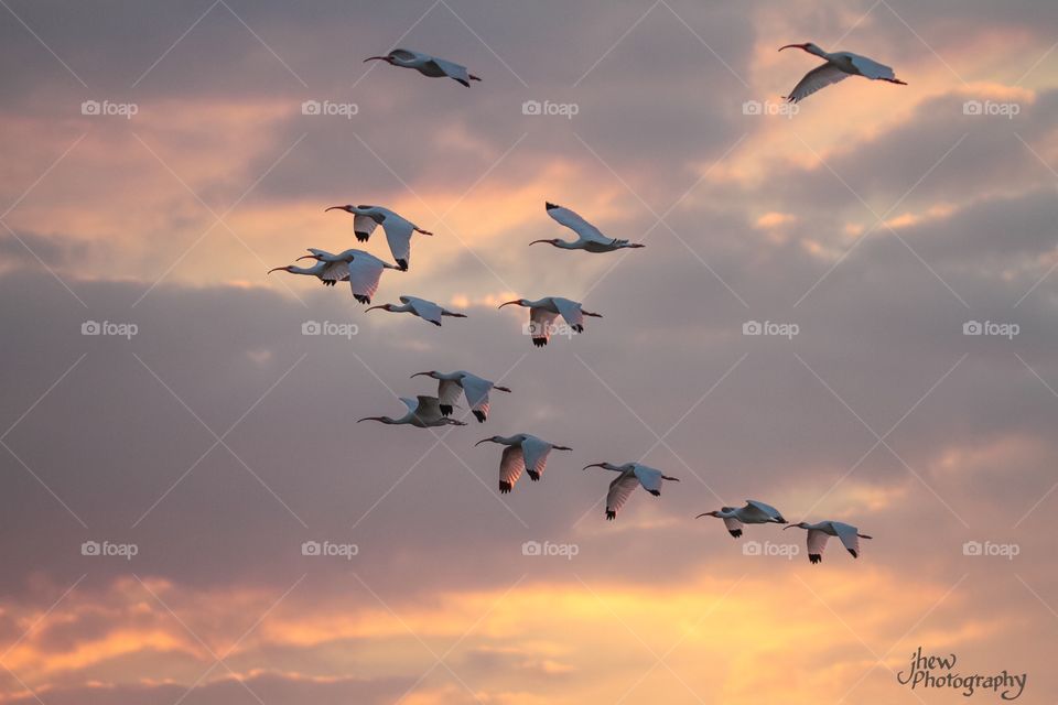 White Ibis in Flight