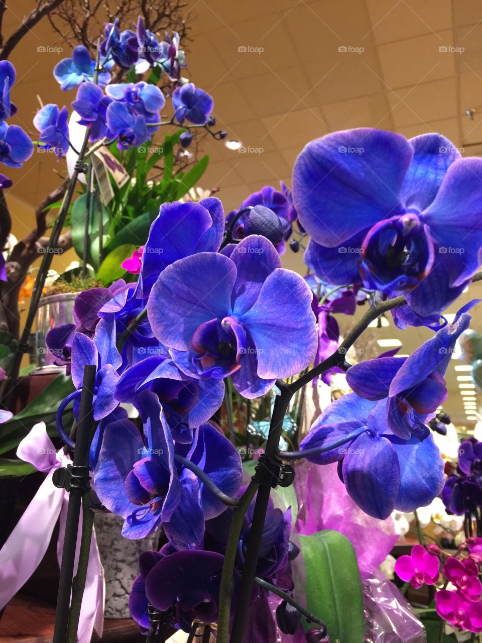 Violet Orchids 
