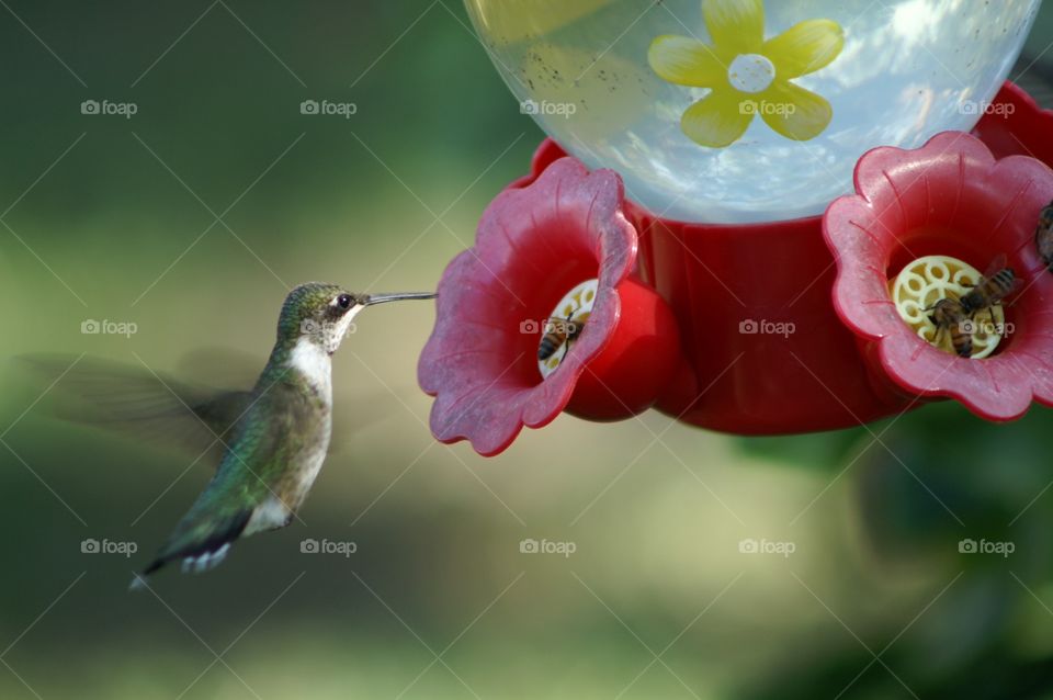Hummingbird feeding . Hummingbird feeding from a feeder and competing with wasp.