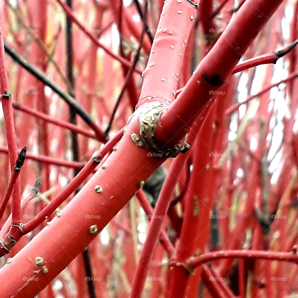 leafless branches and twigs of autumn dogwood