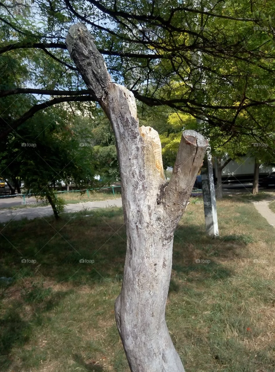 Ствол дерева