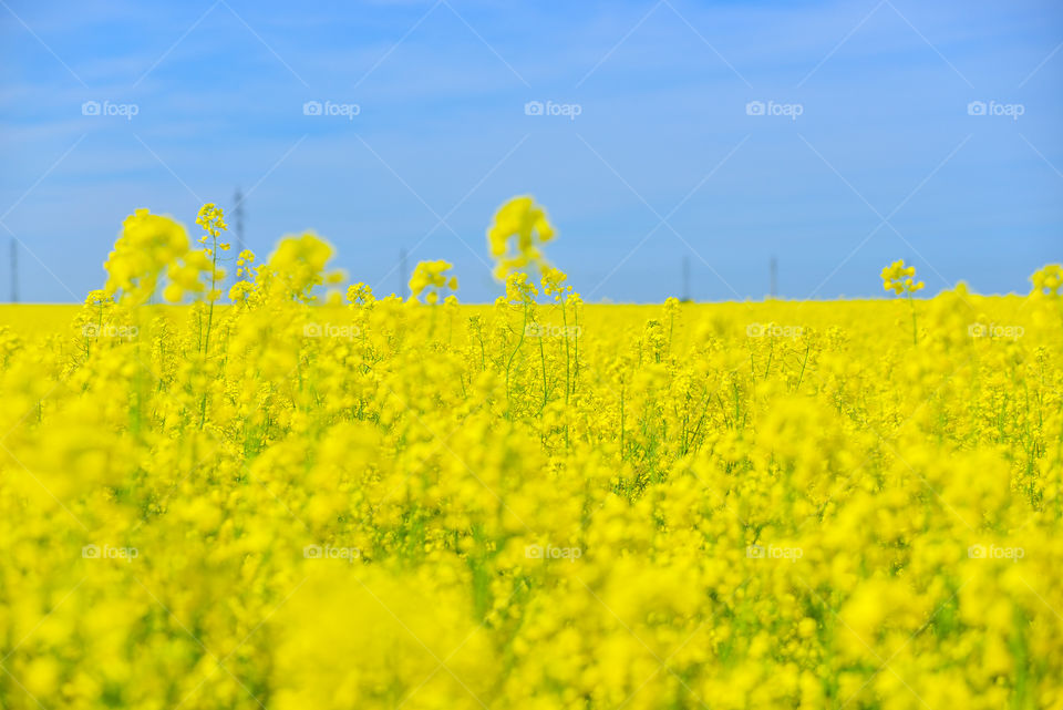 Yellow field of oilseed rape