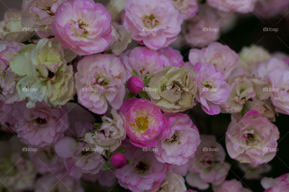 bouquet of new and old flowers.