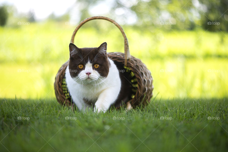 British shorthair cat