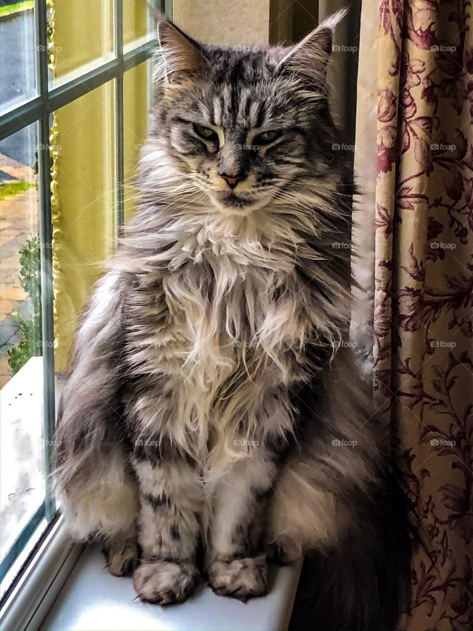 Maine Coon Cat