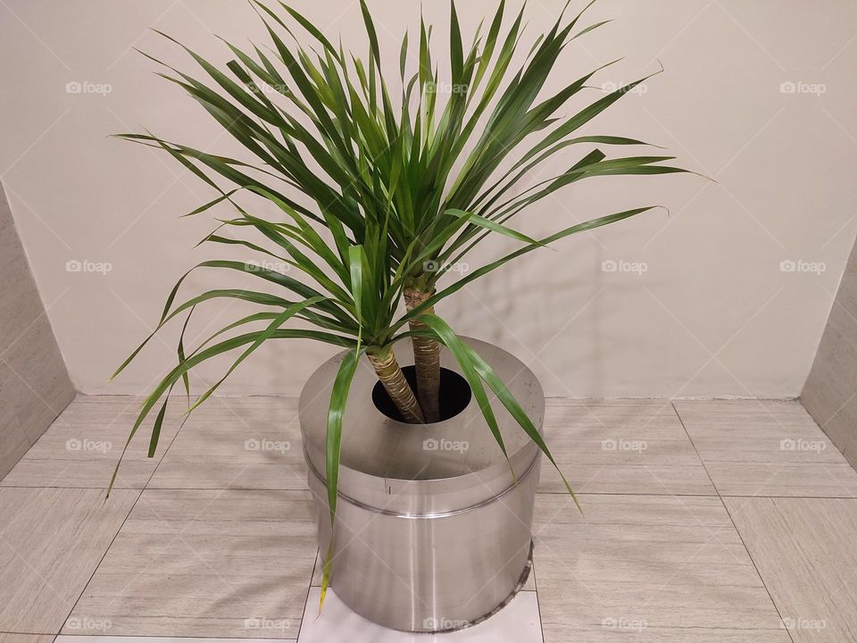 indoor ornamental plants blooming in aluminum pots