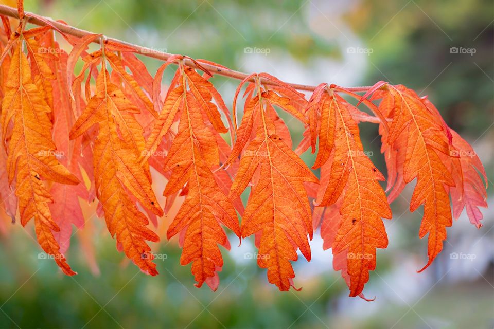 Colorful autumn orange leaves on branch of tree