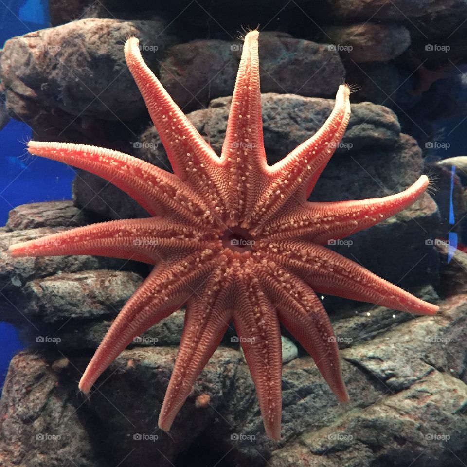 Starfish in Montreal 