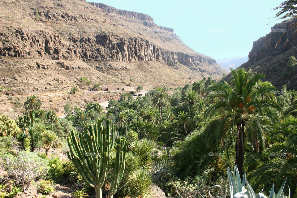 Cactus, No Person, Travel, Nature, Landscape