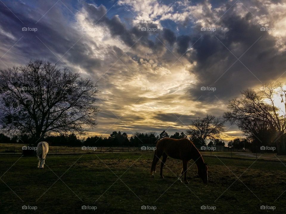 Cloudy Sky Countryside with Horses at Sunset