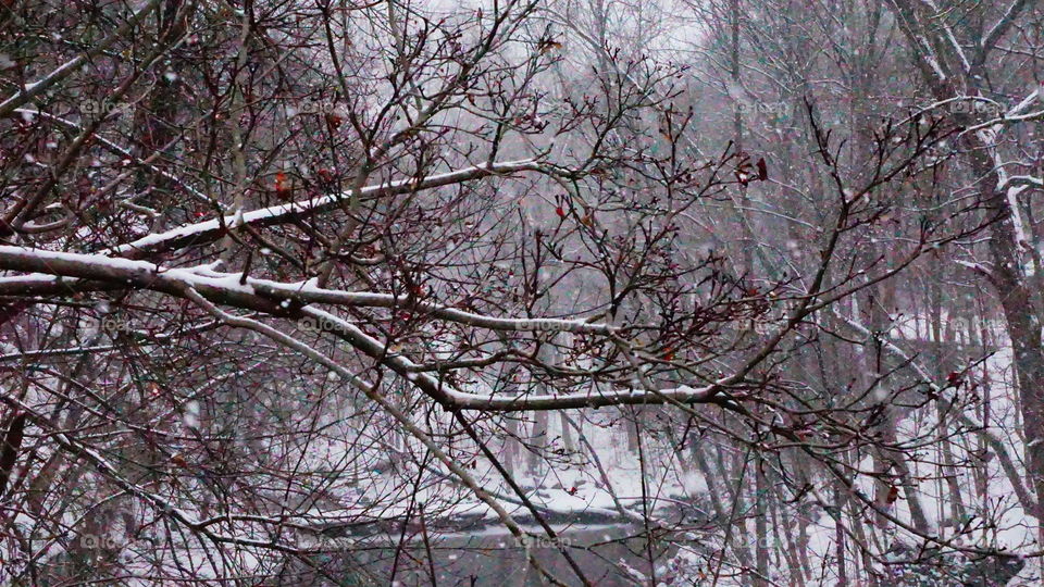 Tree, Branch, Winter, Season, Nature