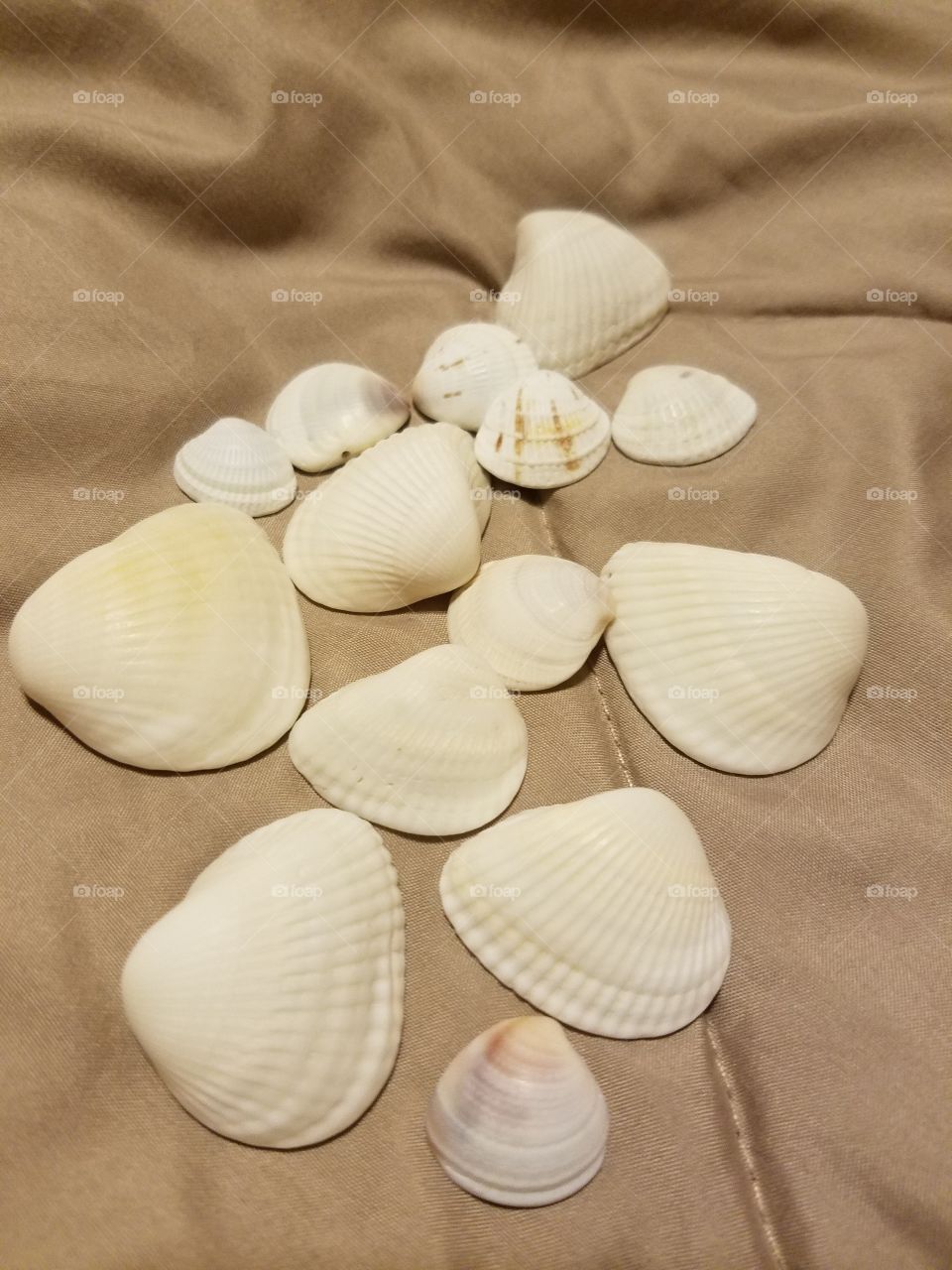 Seashells