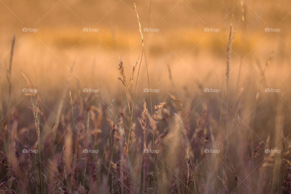 Amber waves of grain