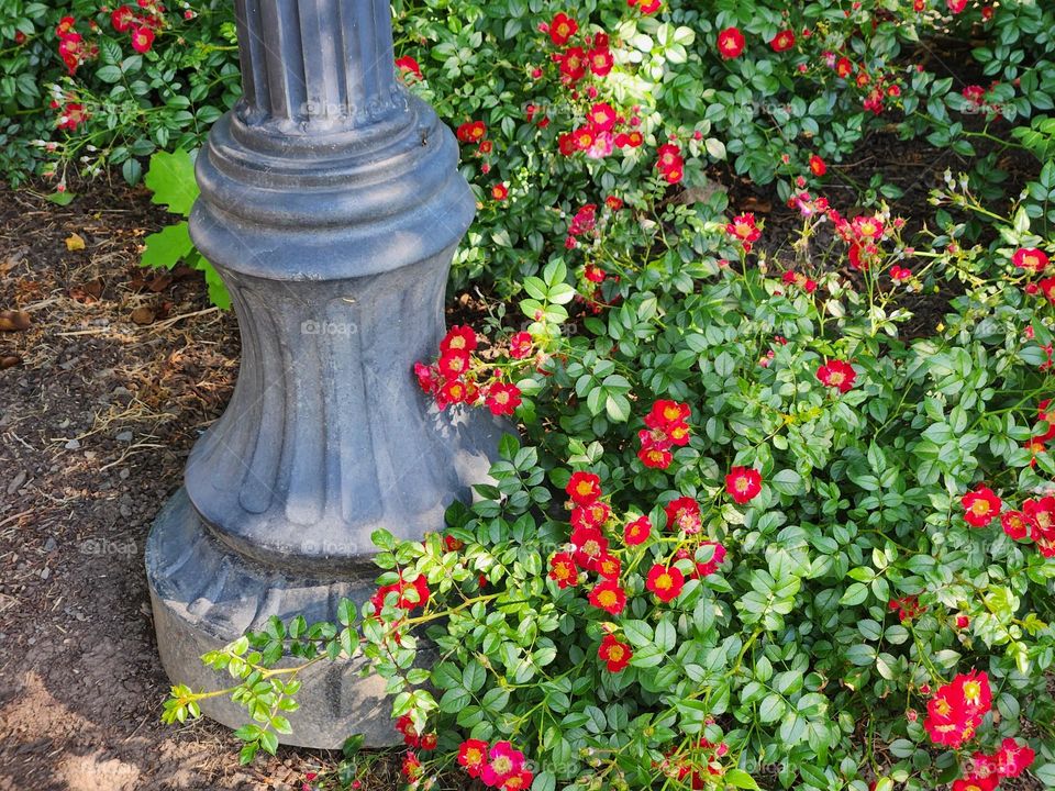 vibrant red rose flower blossoms and green leaves around the base of a park lamp post in Oregon