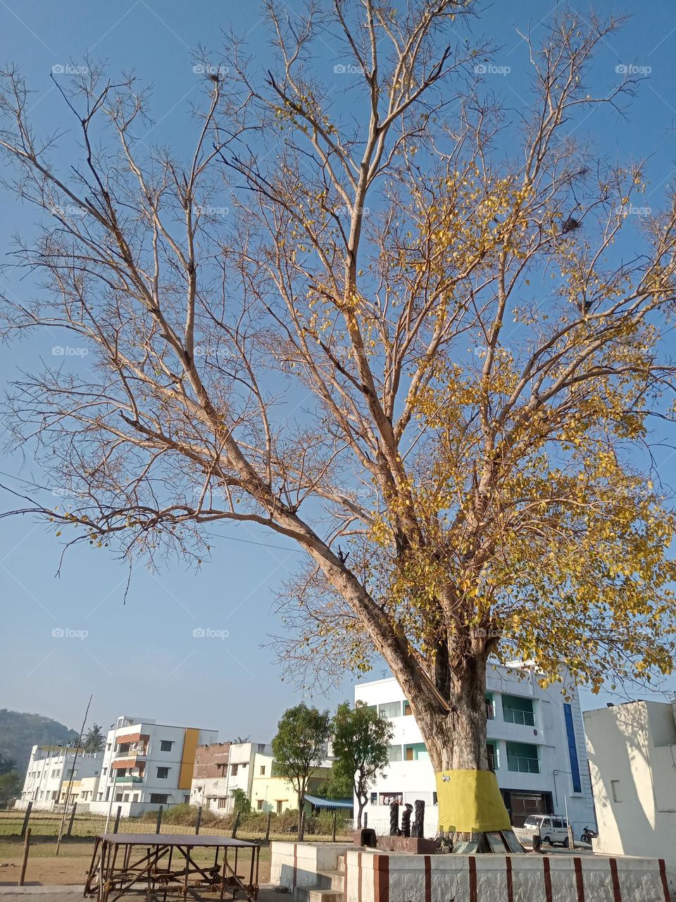 ravarma  Golden beauty, A budding tree