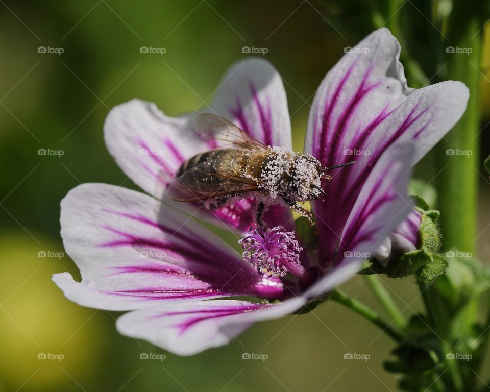 Honey bee searching for nectar