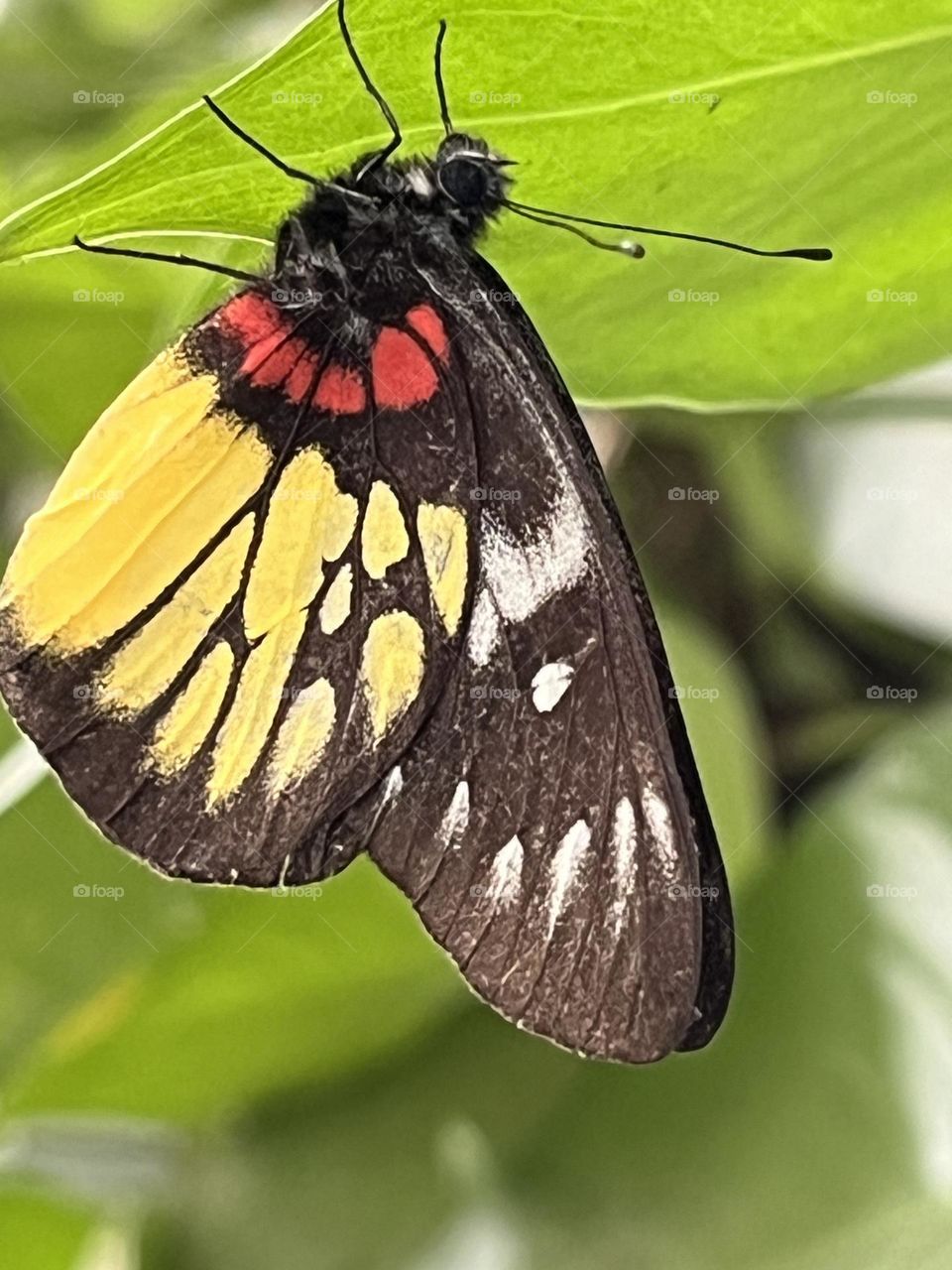 Happiness Along The Way, Butterflies in My Garden