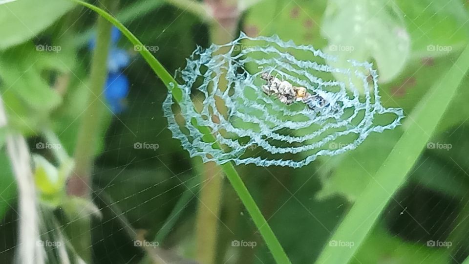 This click is spoder house and very beauty