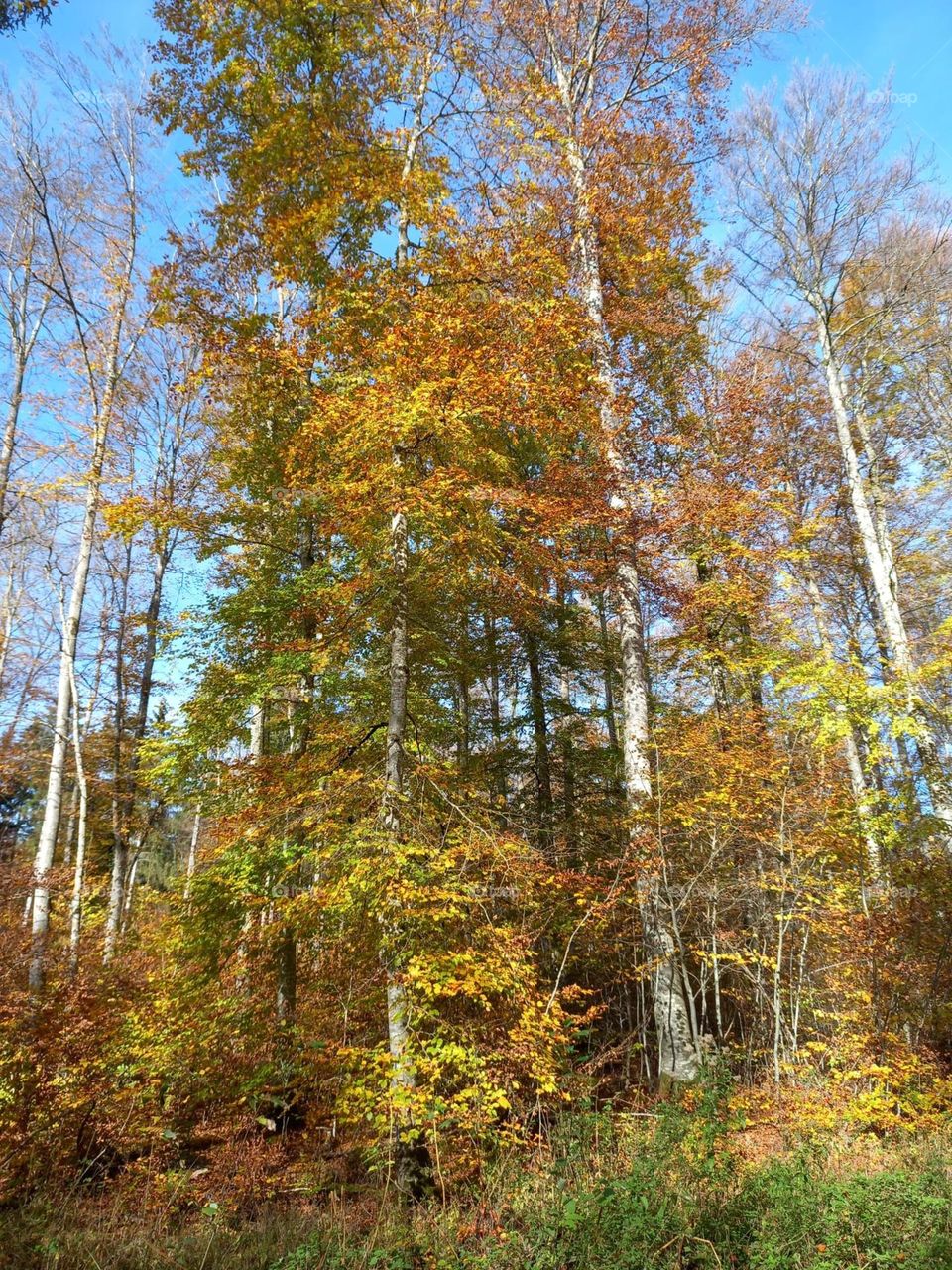 Autumn Day in the Woods