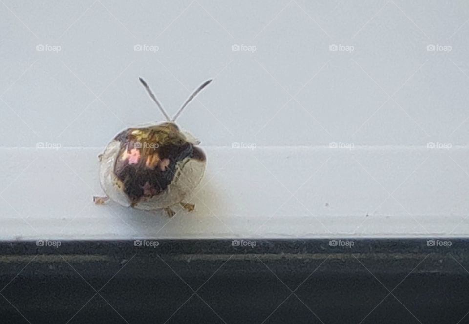 Little beetle guest outside the window