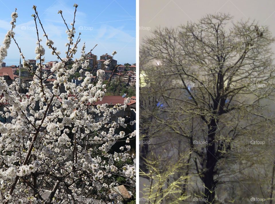 change of cherry tree